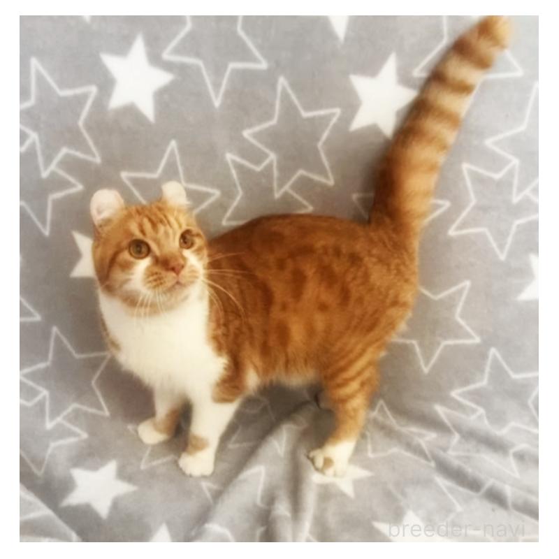 販売中の埼玉県のアメリカンカール-135654の4枚目