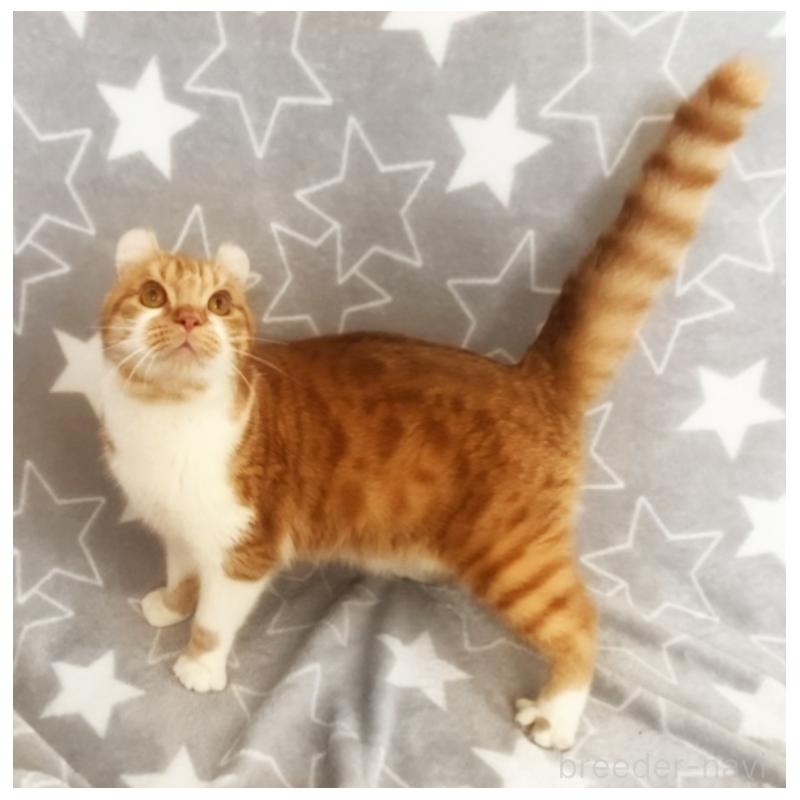 販売中の埼玉県のアメリカンカール-135654の3枚目