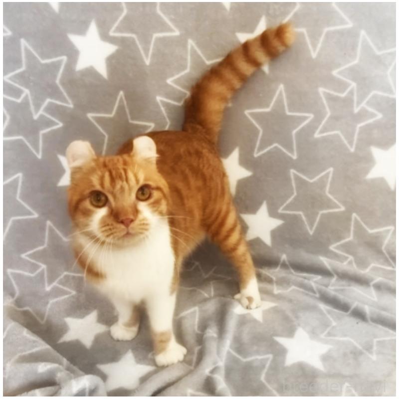 販売中の埼玉県のアメリカンカール-135654の2枚目