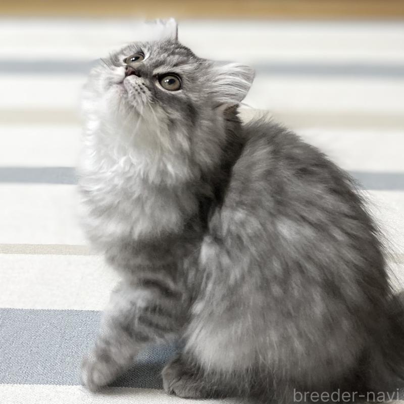 商談中の愛知県のミヌエット-130137の15枚目