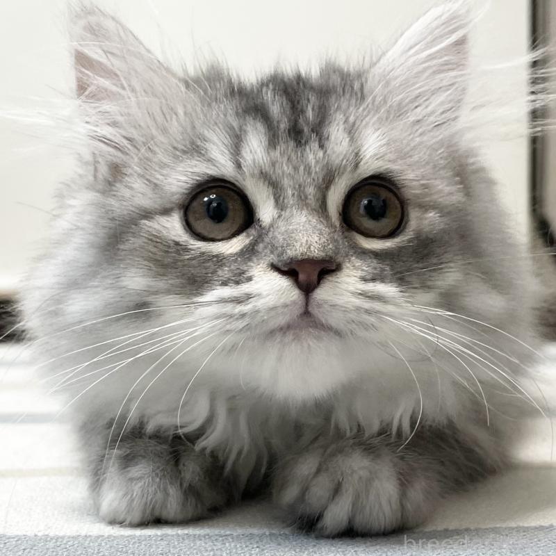 商談中の愛知県のミヌエット-130137の14枚目