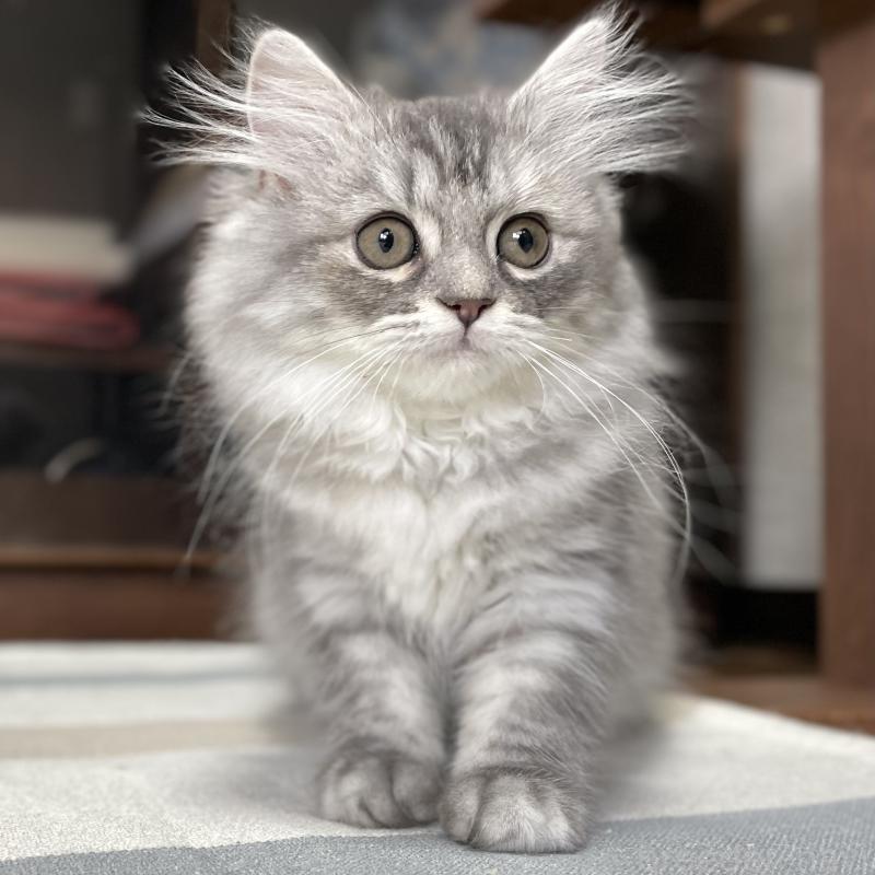 商談中の愛知県のミヌエット-130137の13枚目