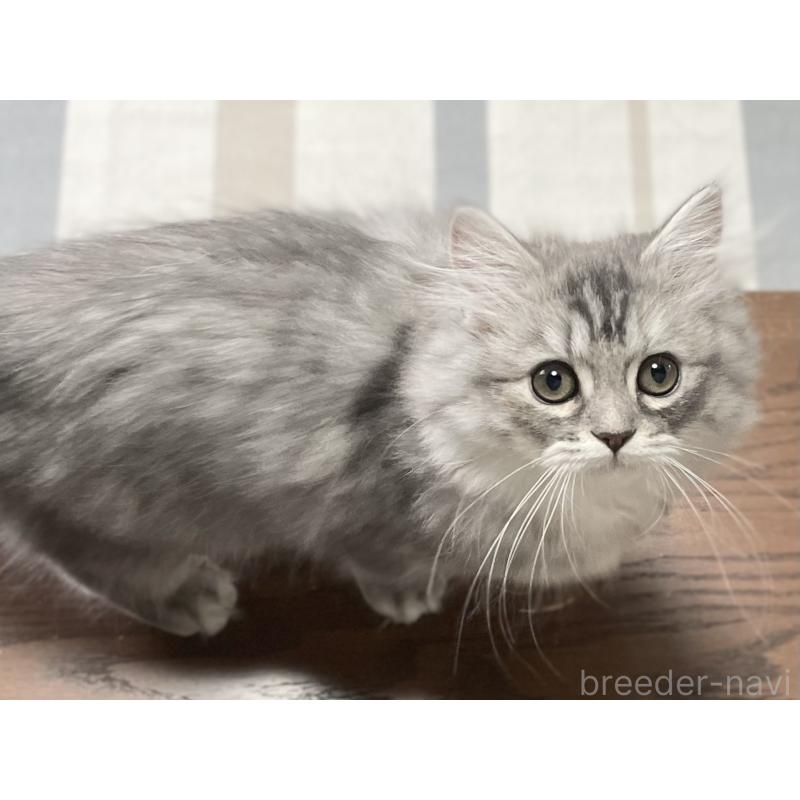 商談中の愛知県のミヌエット-130137の12枚目