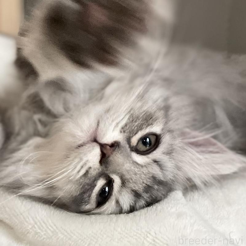 商談中の愛知県のミヌエット-130137の11枚目