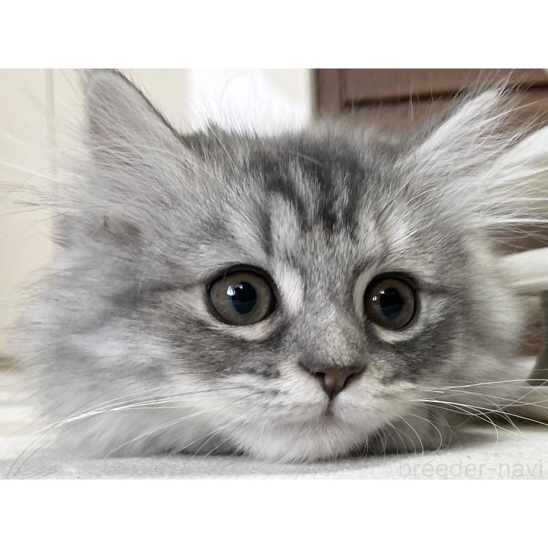 商談中の愛知県のミヌエット-130137の10枚目