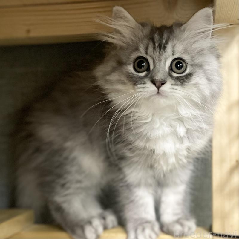 商談中の愛知県のミヌエット-130137の8枚目