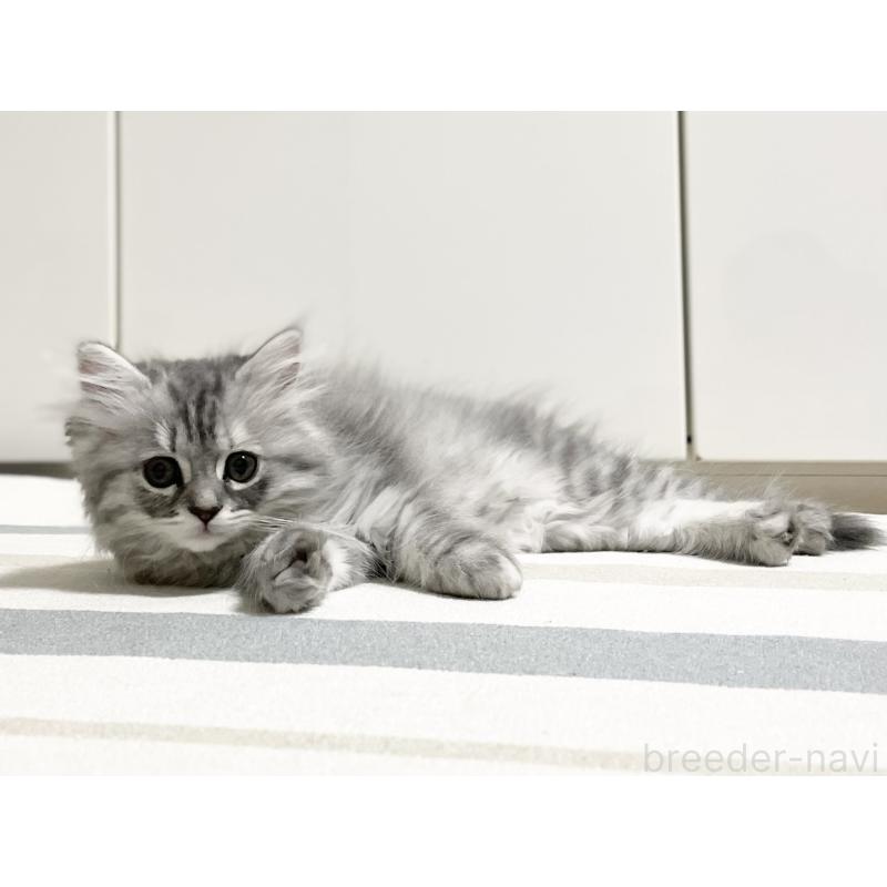 商談中の愛知県のミヌエット-130137の6枚目