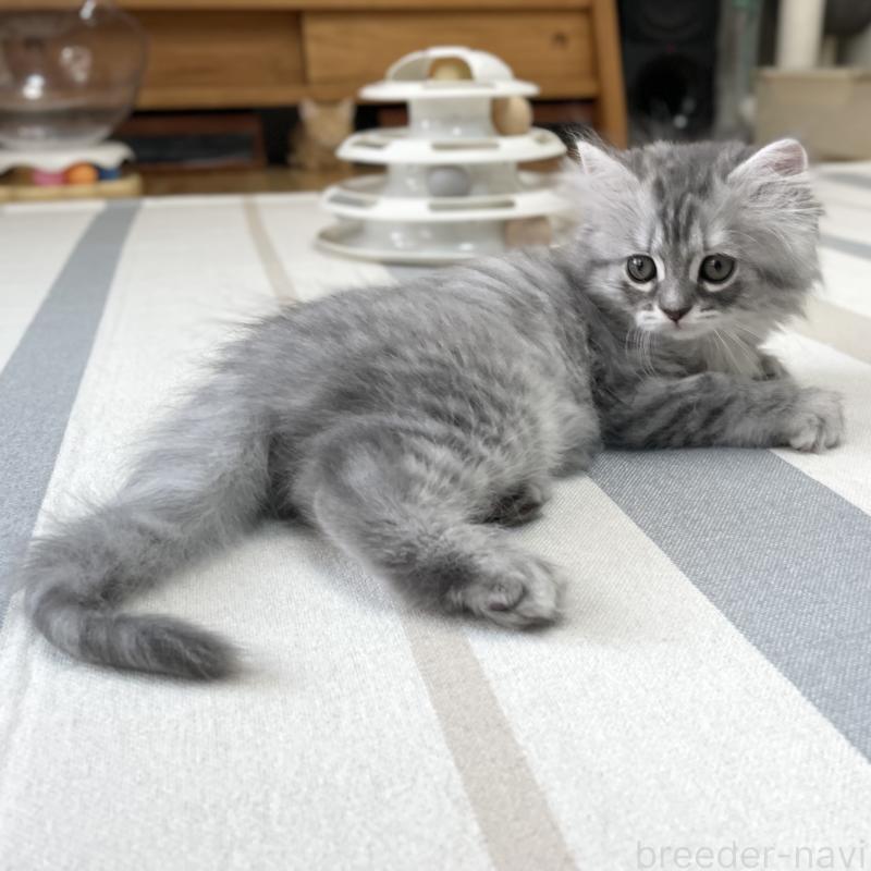 商談中の愛知県のミヌエット-130137の5枚目