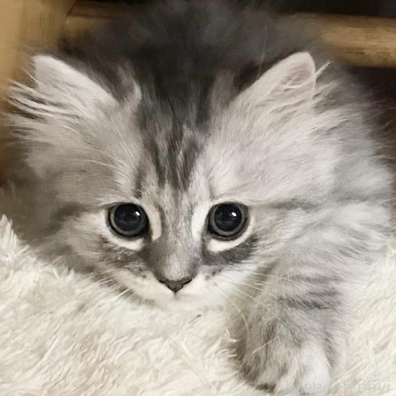 商談中の愛知県のミヌエット-130137の3枚目