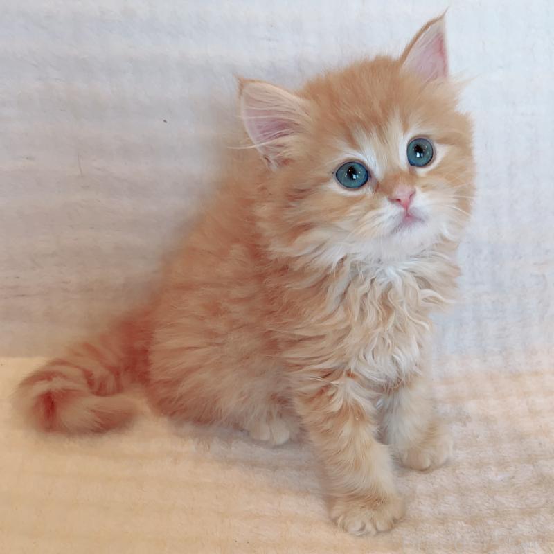 成約済の福島県のマンチカン-133415の2枚目