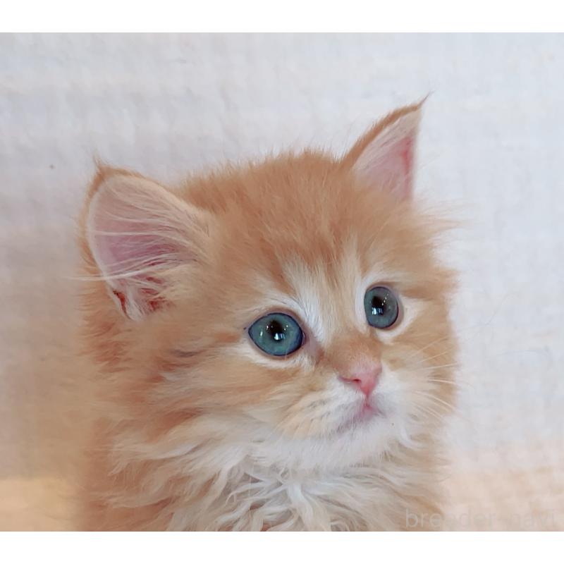 成約済の福島県のマンチカン-133415の3枚目