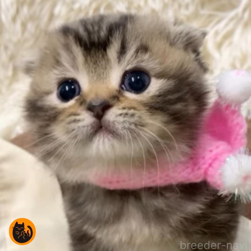 販売中の大阪府のスコティッシュフォールド-134505