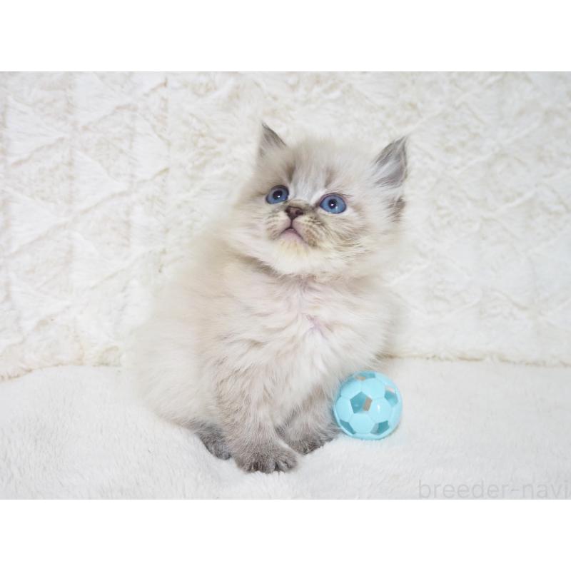 販売中の大阪府のサイベリアン-134637の12枚目