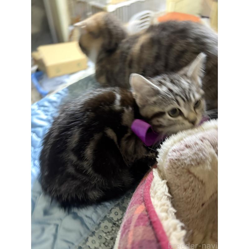 販売中の神奈川県のスコティッシュフォールド-134199の26枚目