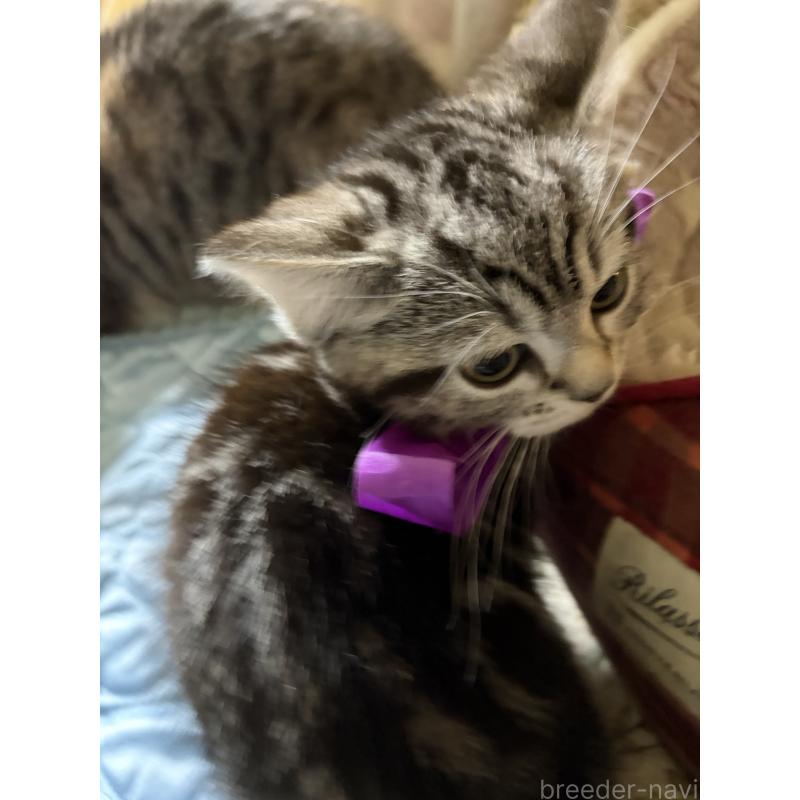 販売中の神奈川県のスコティッシュフォールド-134199の25枚目