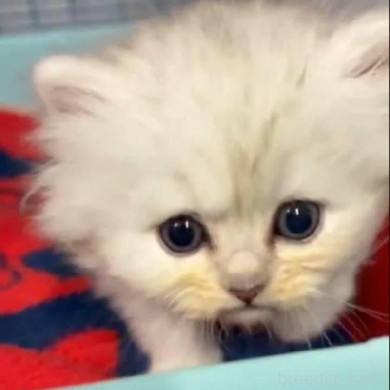 販売中の長野県のペルシャ-135335