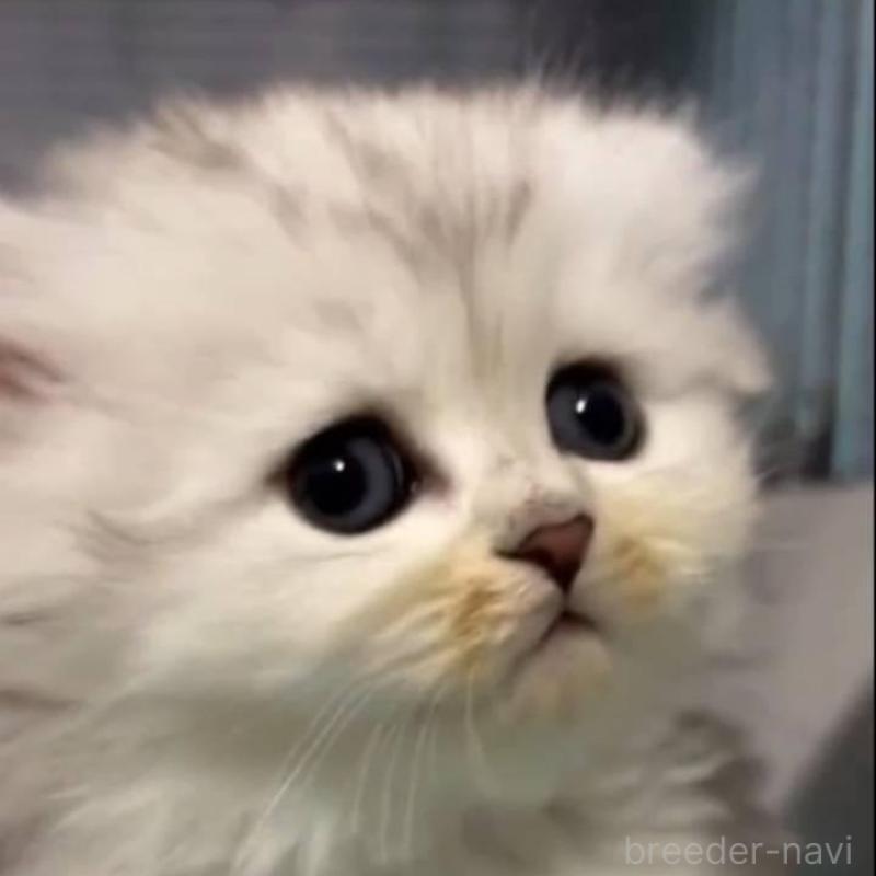 販売中の長野県のペルシャ-135337