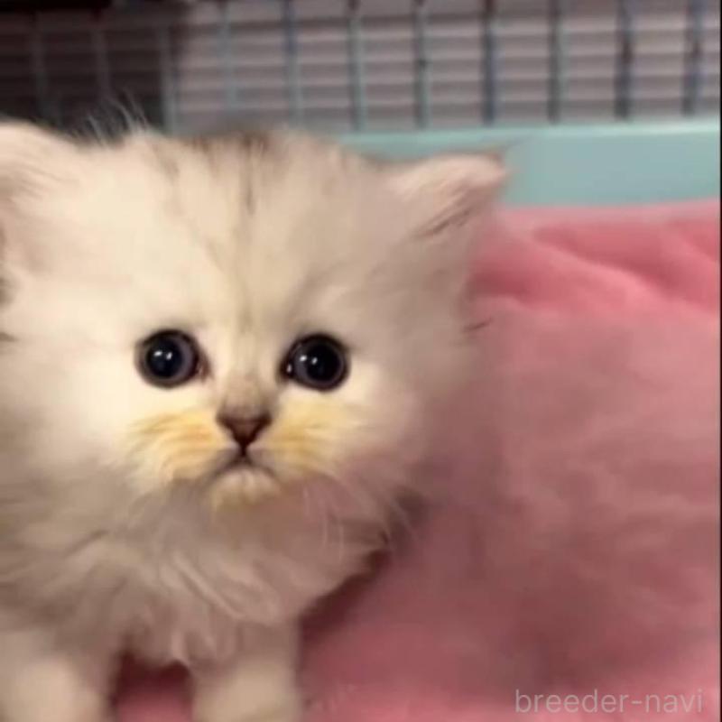 販売中の長野県のペルシャ-135340