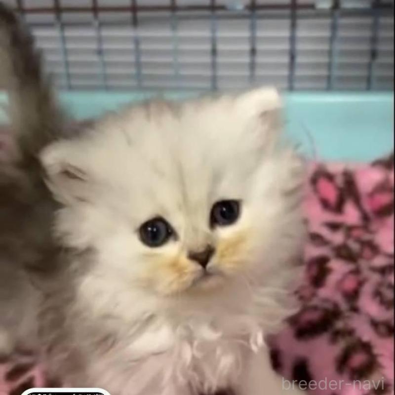 販売中の長野県のペルシャ-135338