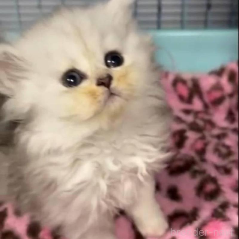 販売中の長野県のペルシャ-135338