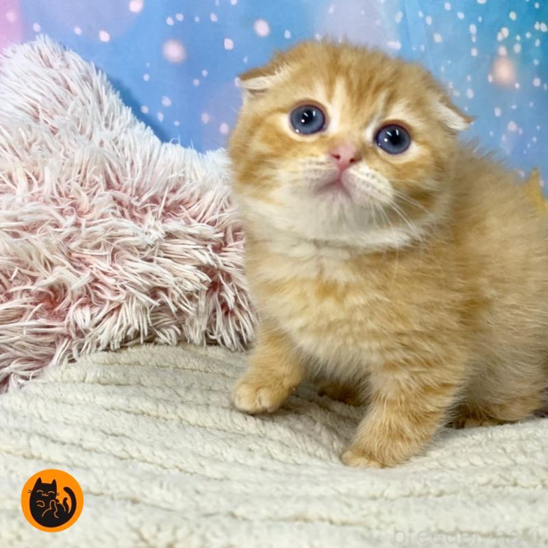 成約済の大阪府のスコティッシュフォールド(折れ耳)-135413の1枚目