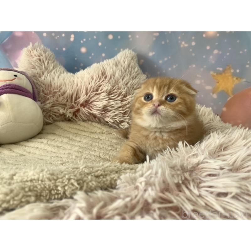 成約済の大阪府のスコティッシュフォールド(折れ耳)-135413の2枚目