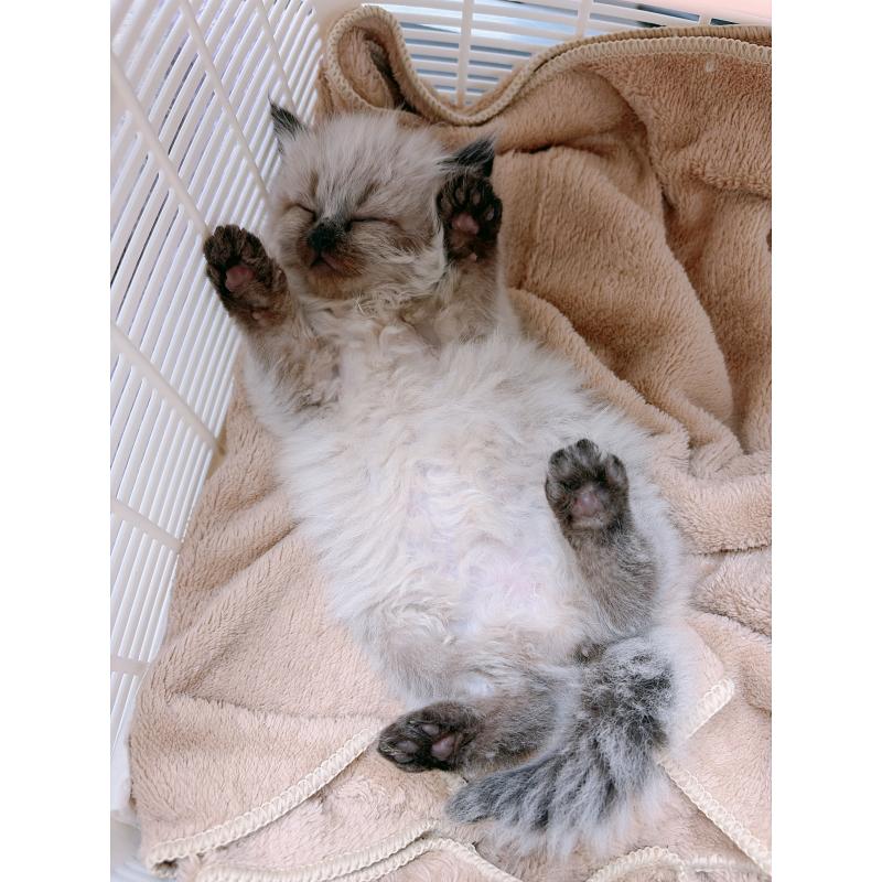 販売中の大阪府のサイベリアン-134639の12枚目