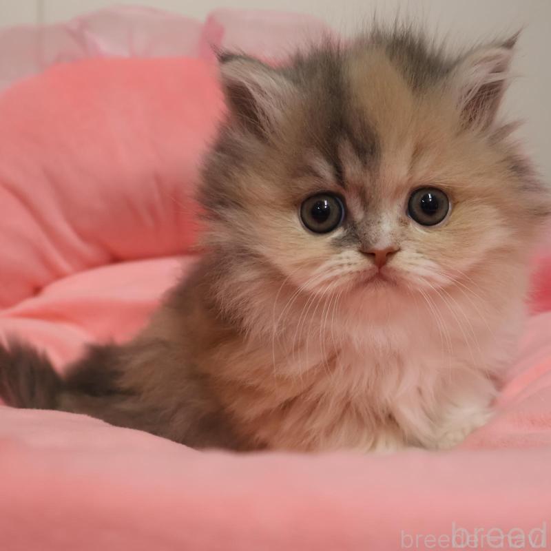 販売中の東京都のミヌエット(短足)-135660の1枚目