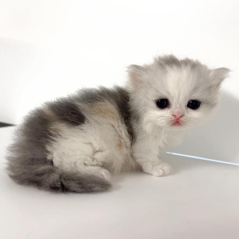 販売中の愛知県のミヌエット(短足)-135662