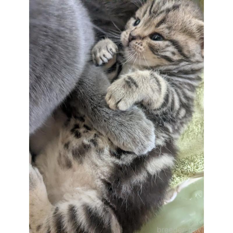 成約済の神奈川県のスコティッシュストレート-135522の4枚目