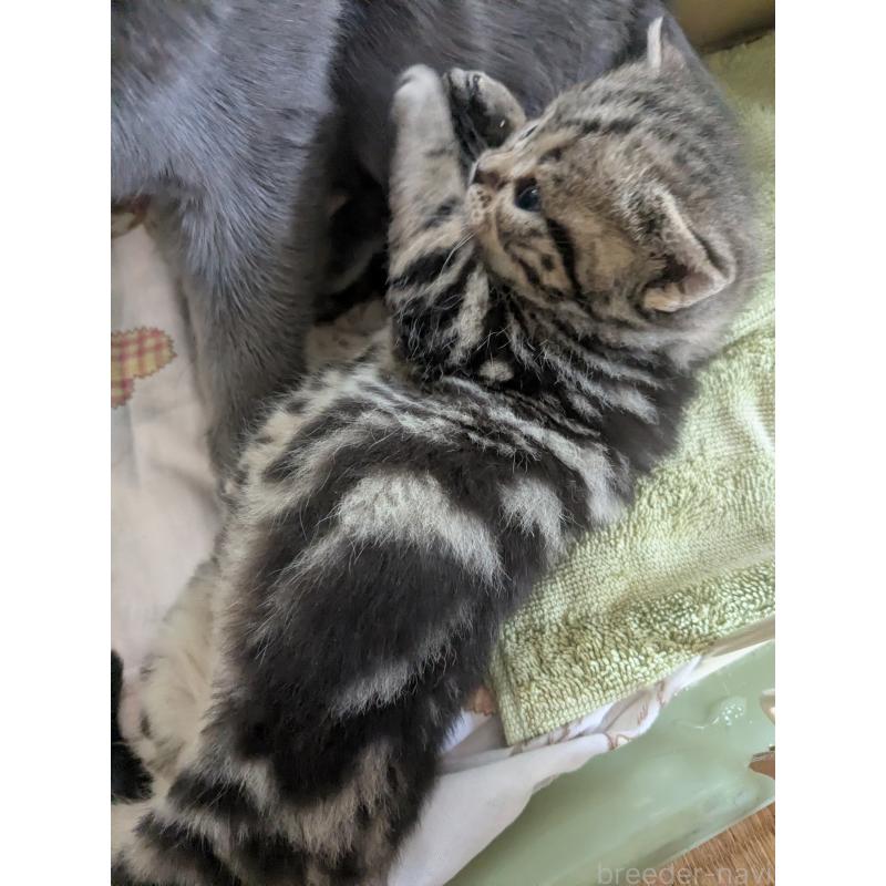 成約済の神奈川県のスコティッシュストレート-135522の3枚目