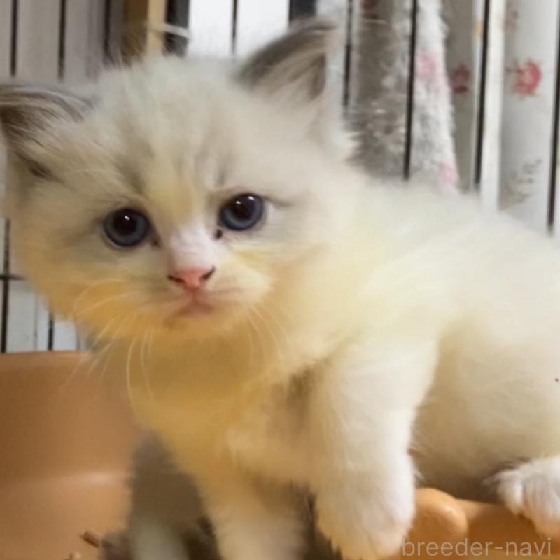 販売中の滋賀県のラグドール-135664の1枚目