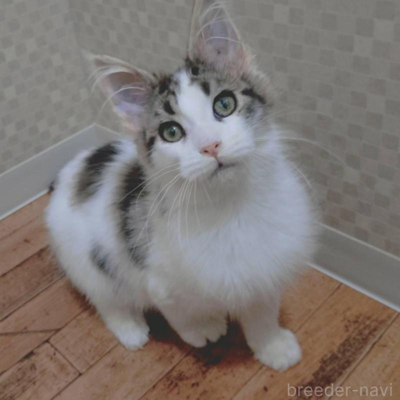 販売中の神奈川県のメインクーン-135665の8枚目