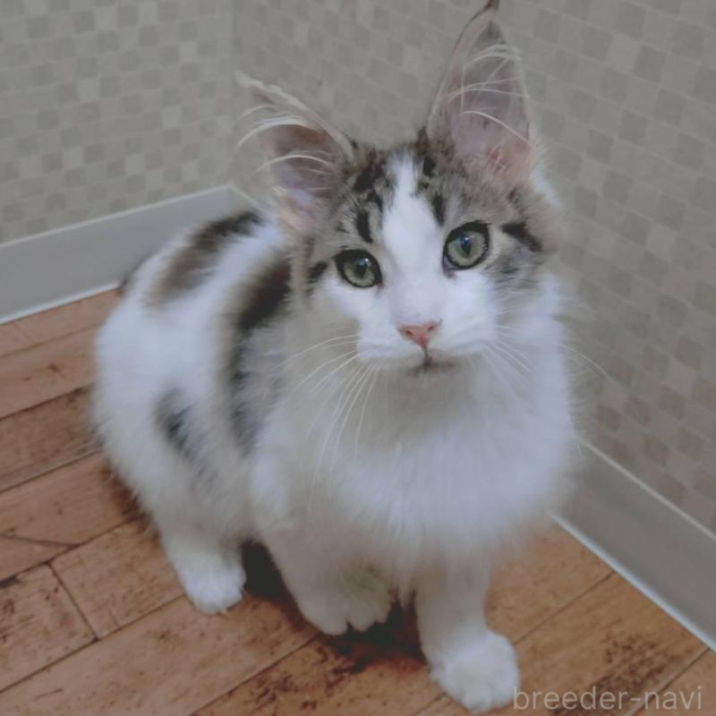 販売中の神奈川県のメインクーン-135665の7枚目