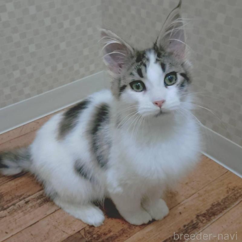 販売中の神奈川県のメインクーン-135665の6枚目