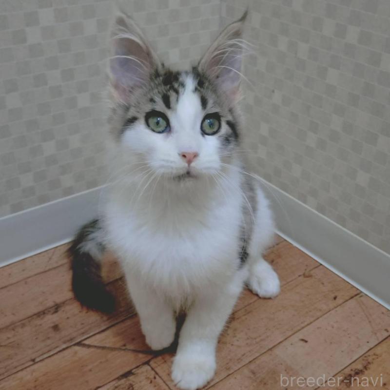 販売中の神奈川県のメインクーン-135665の5枚目