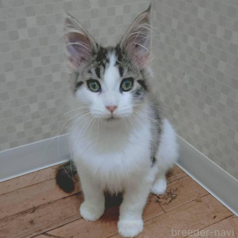 販売中の神奈川県のメインクーン-135665の4枚目