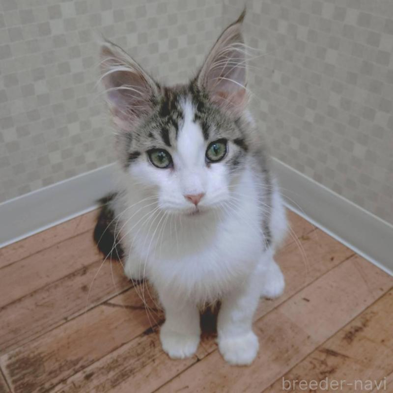 販売中の神奈川県のメインクーン-135665の3枚目