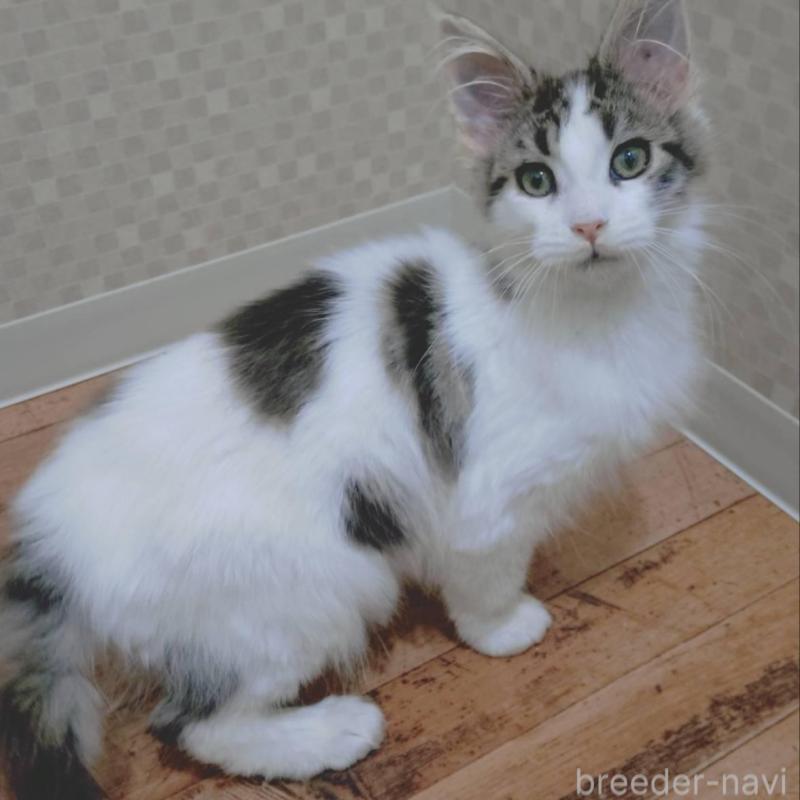 販売中の神奈川県のメインクーン-135665の2枚目