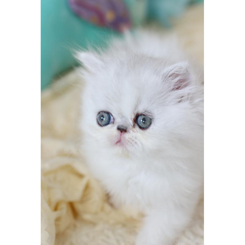 販売中の愛知県のエキゾチックロングヘア-135077の4枚目