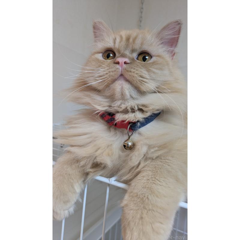 販売中の大阪府のミヌエット-120053の2枚目