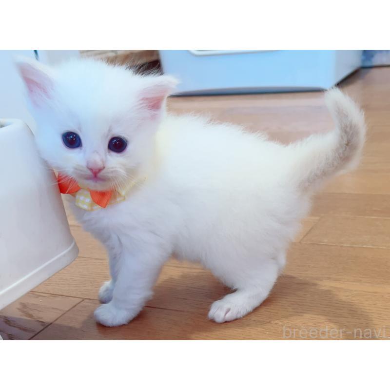 販売中の福島県のラグドール-135667の5枚目