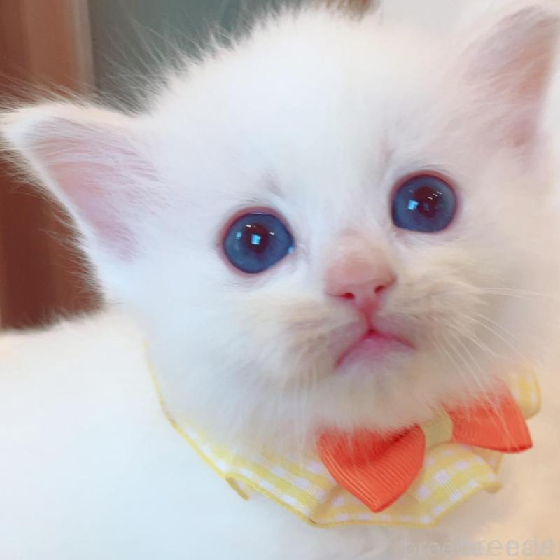 販売中の福島県のラグドール-135667