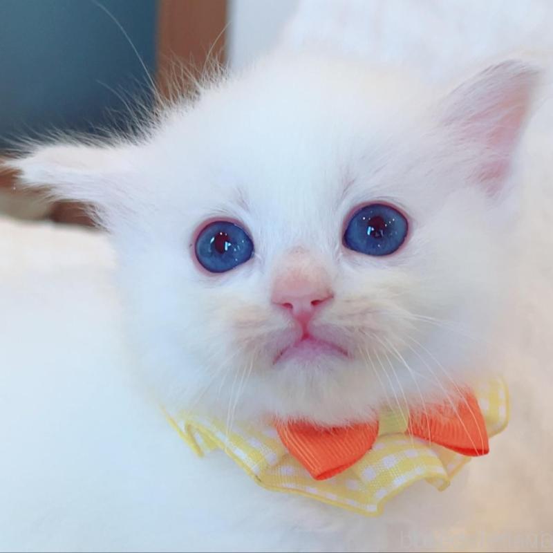 販売中の福島県のラグドール-135667の4枚目