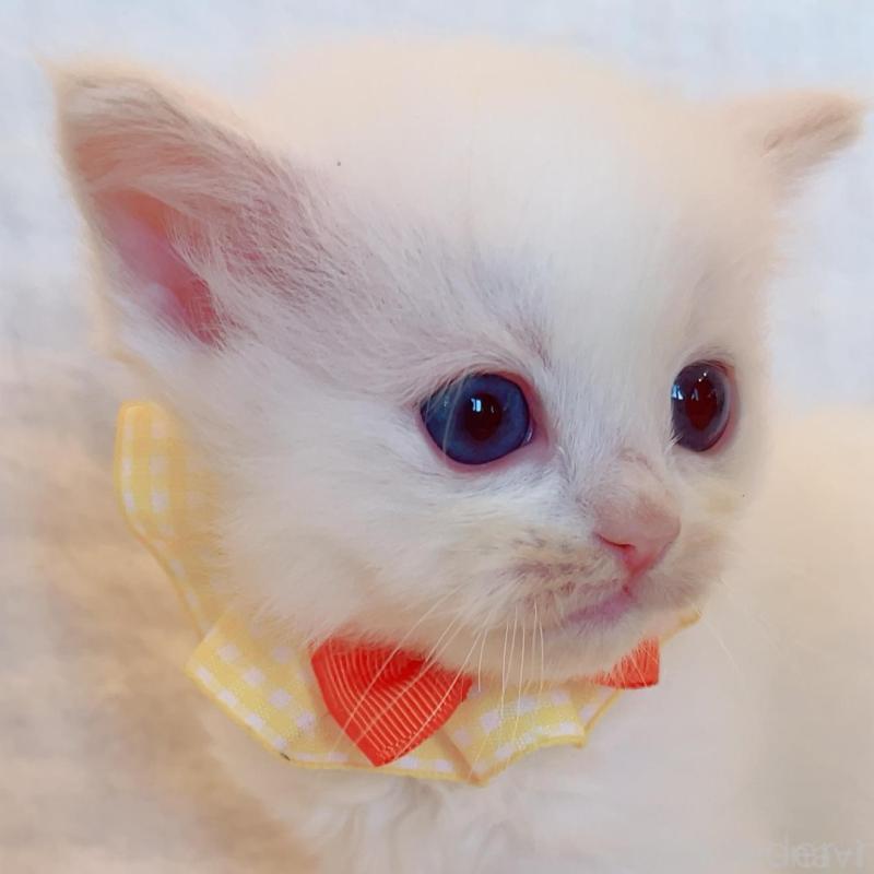 販売中の福島県のラグドール-135667の3枚目