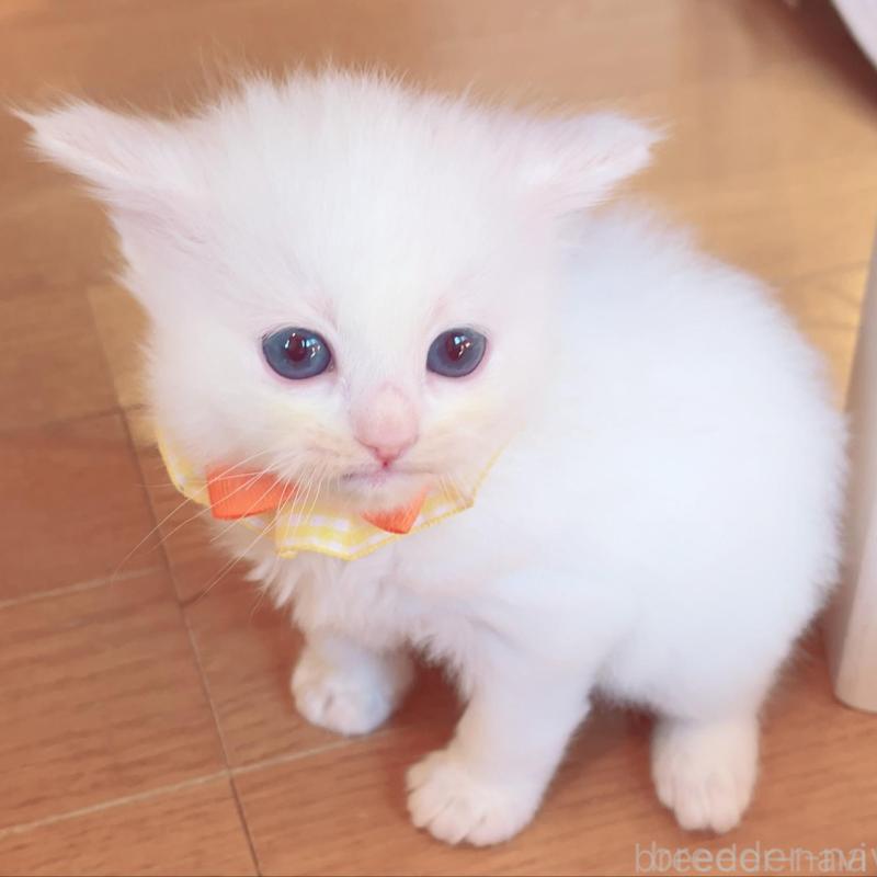 販売中の福島県のラグドール-135667の2枚目