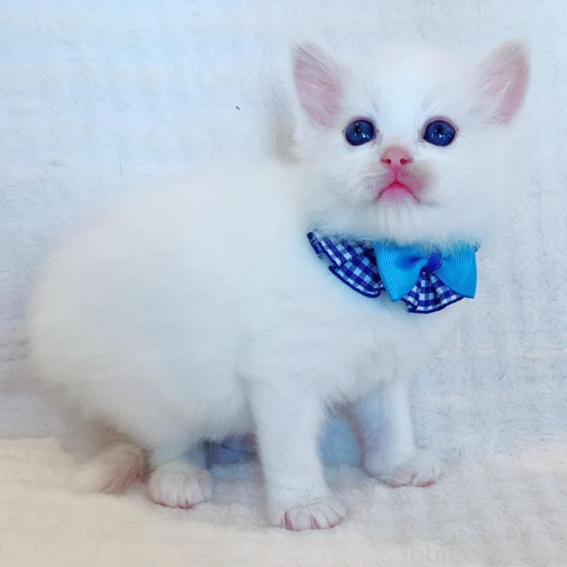 販売中の福島県のラグドール-135668の5枚目