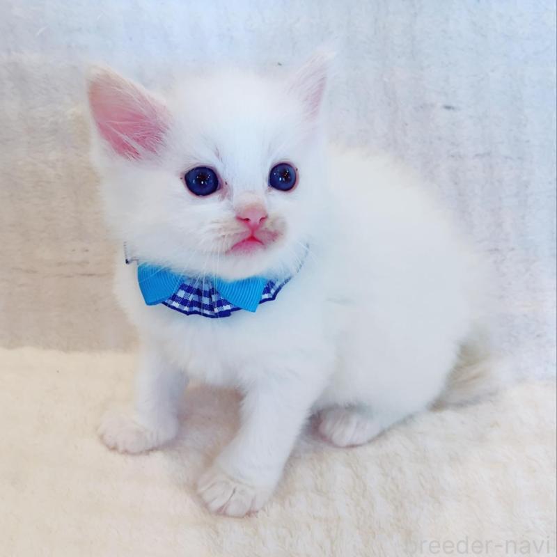 販売中の福島県のラグドール-135668の4枚目