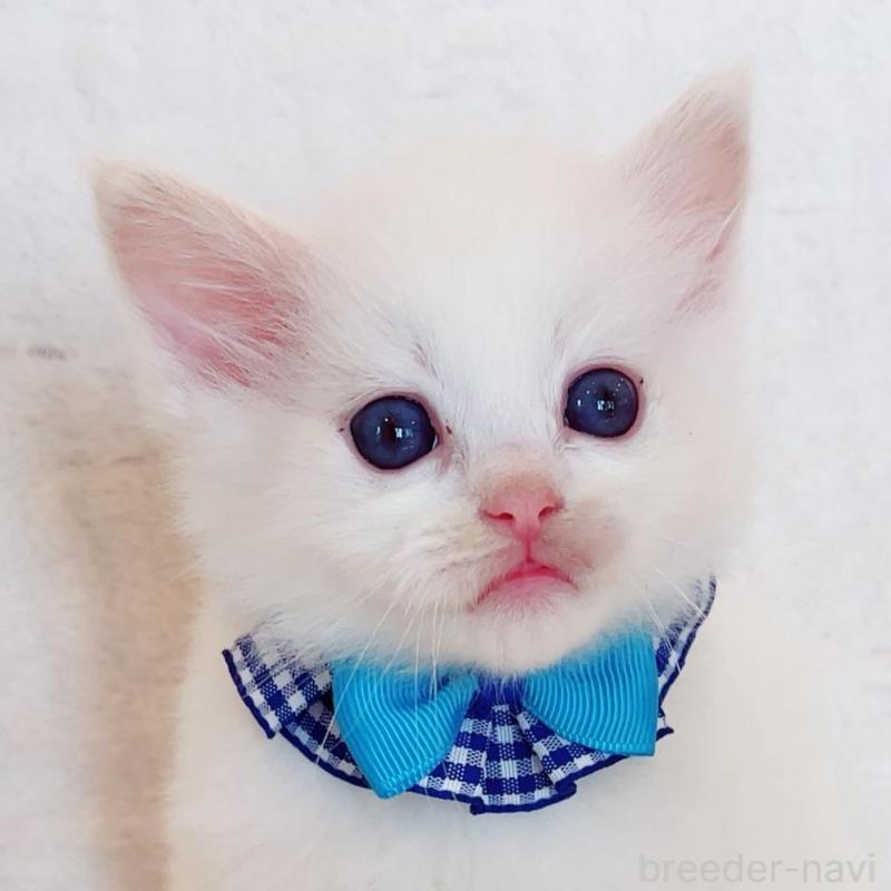 販売中の福島県のラグドール-135668