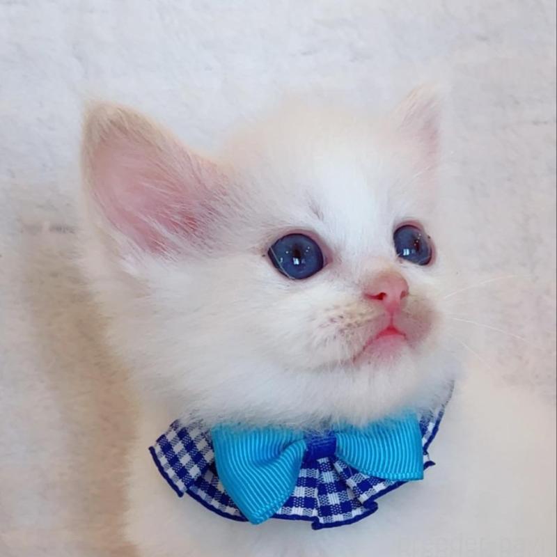 販売中の福島県のラグドール-135668の3枚目